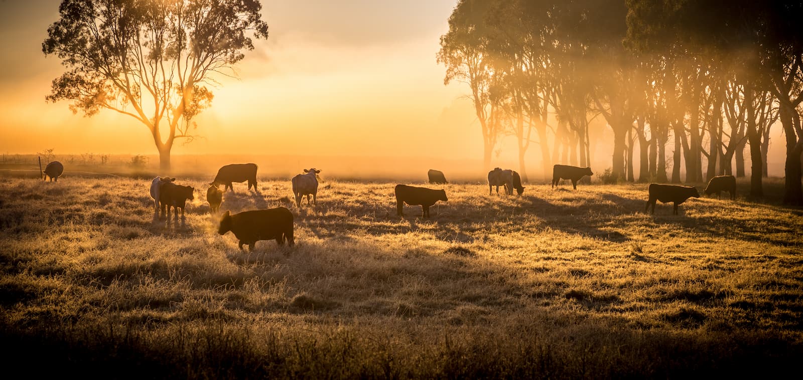 soluppgång över ett fält med flera kor