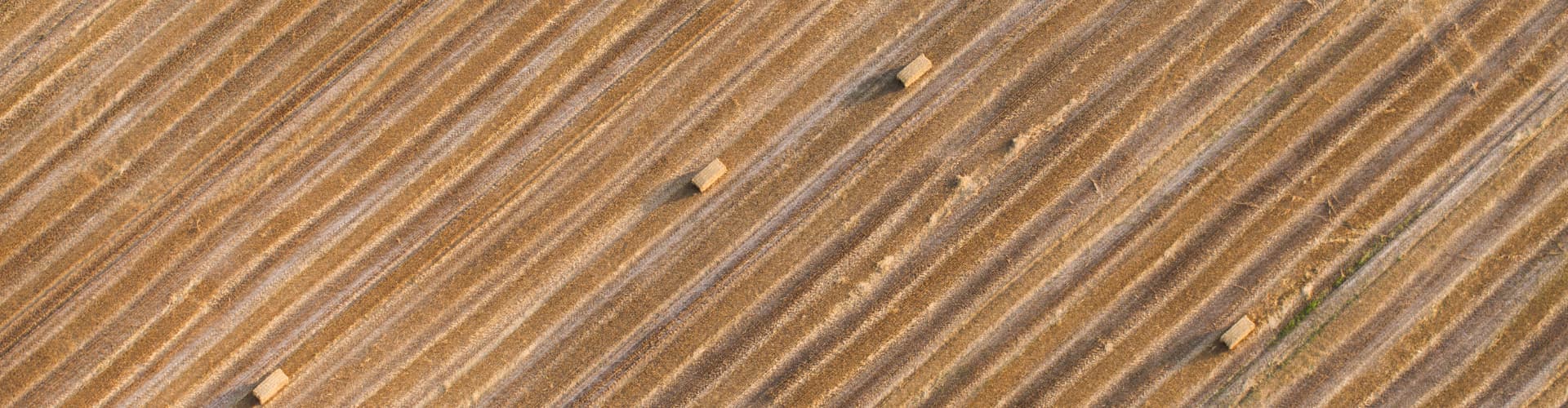 Vetefält sedd från ovan