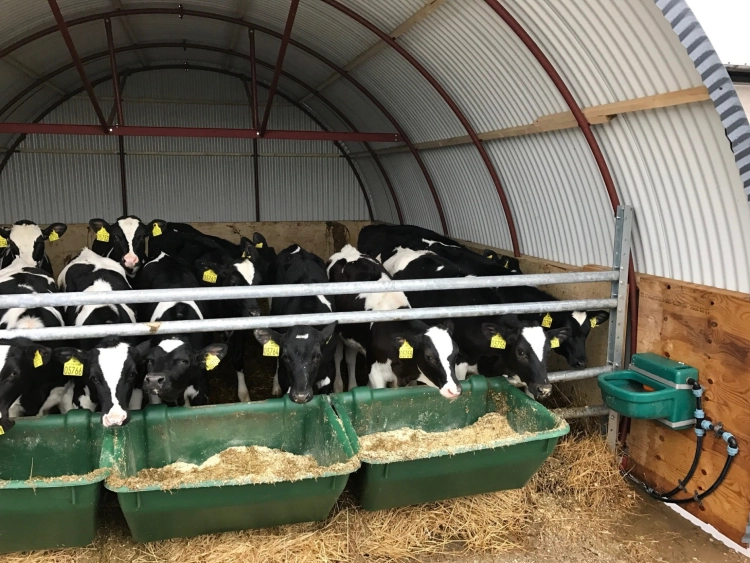 Kalvhydda med kalvar