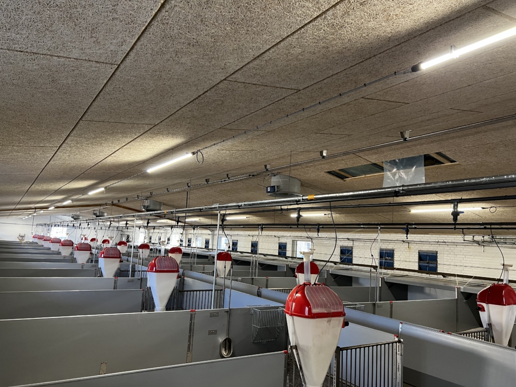 Belysning kycklingstall och fjäderfä